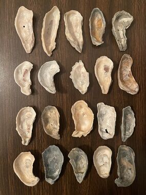 2-3” Oyster Shells (20) - Cleaned for Jewelry Dishes, Ornaments & Coastal Crafts